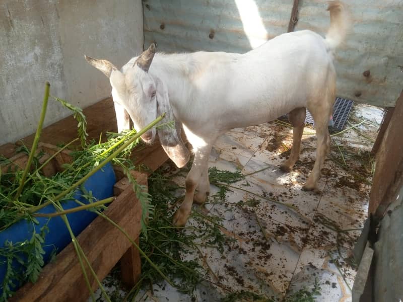 Desi Bakra 6