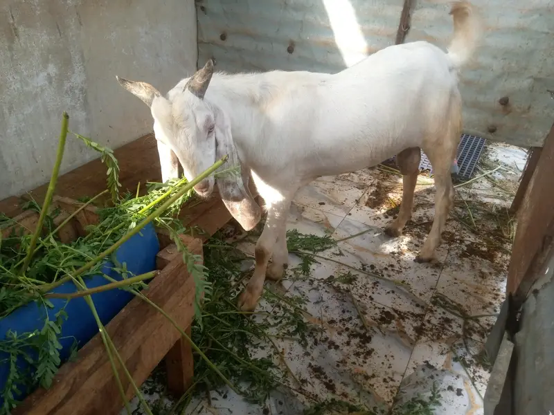 Desi Bakra — photo 7