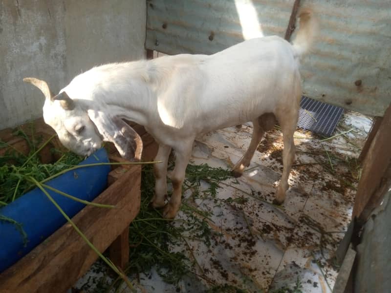 Desi Bakra 7