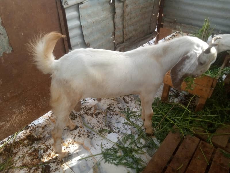 Desi Bakra 8