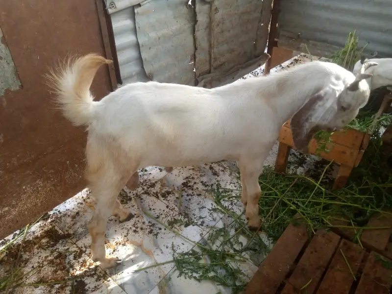 Desi Bakra — photo 9