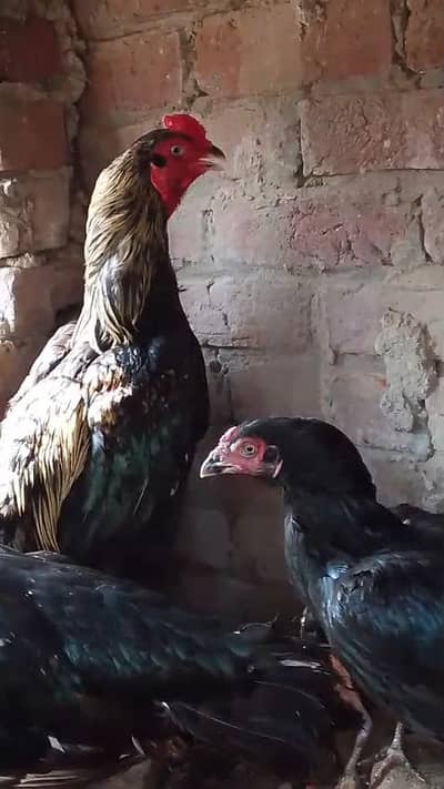 2 female and 1 male (03028708430)