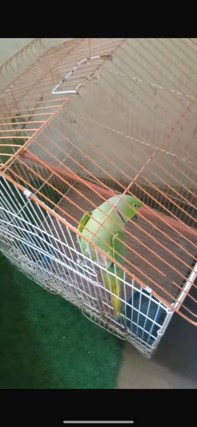 Khata raw parrot