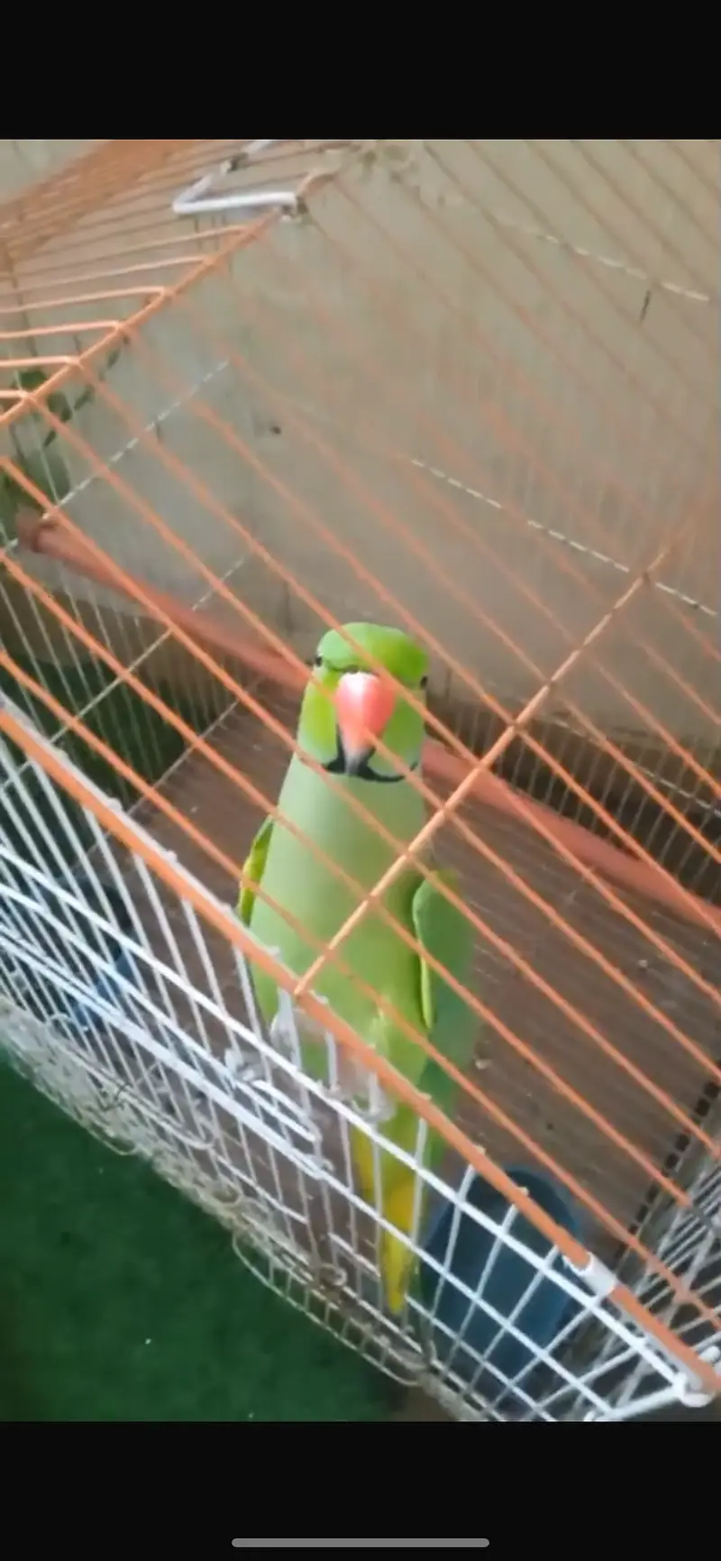 Khata raw parrot — photo 2