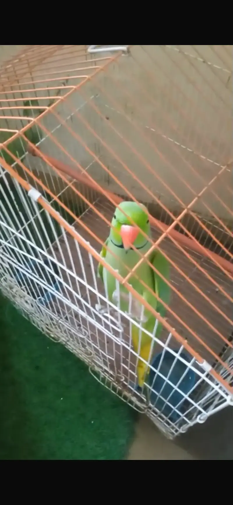 Khata raw parrot — photo 3
