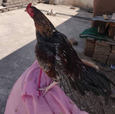 Home Breed Unique Colour Scheme Mianwali Aseel