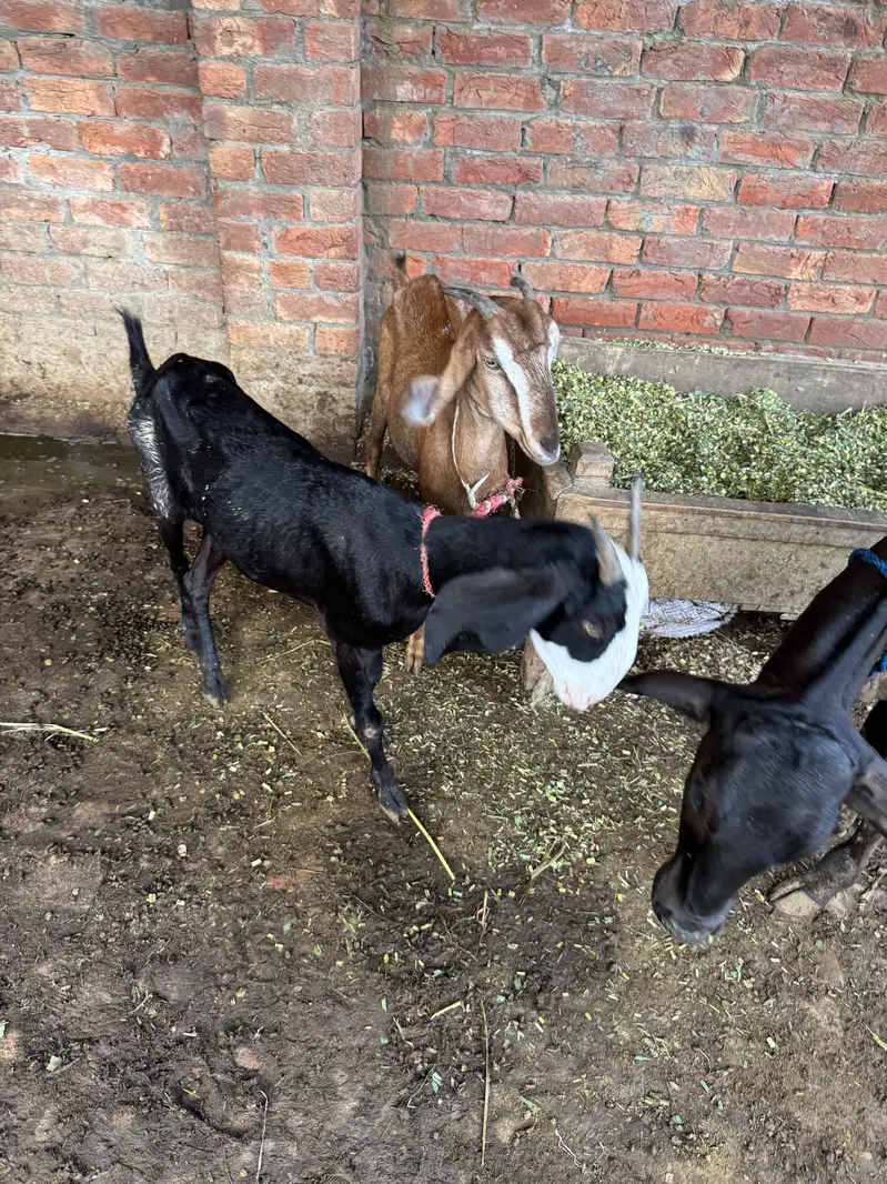 2 tedi desi bkrian — photo 3