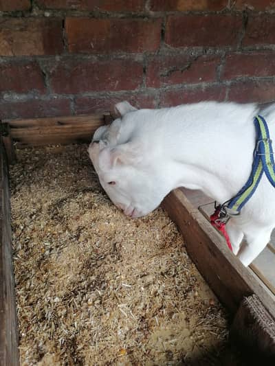 Teda Bakra Breeder For sale