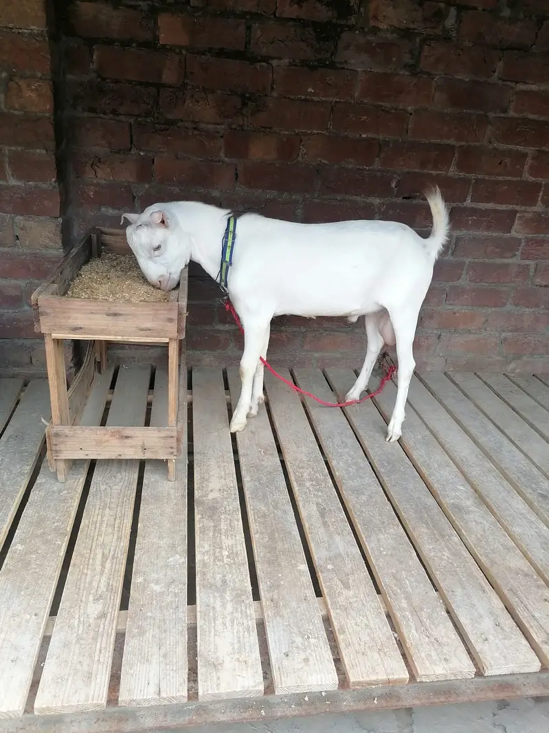 Teda Bakra Breeder For sale — photo 2