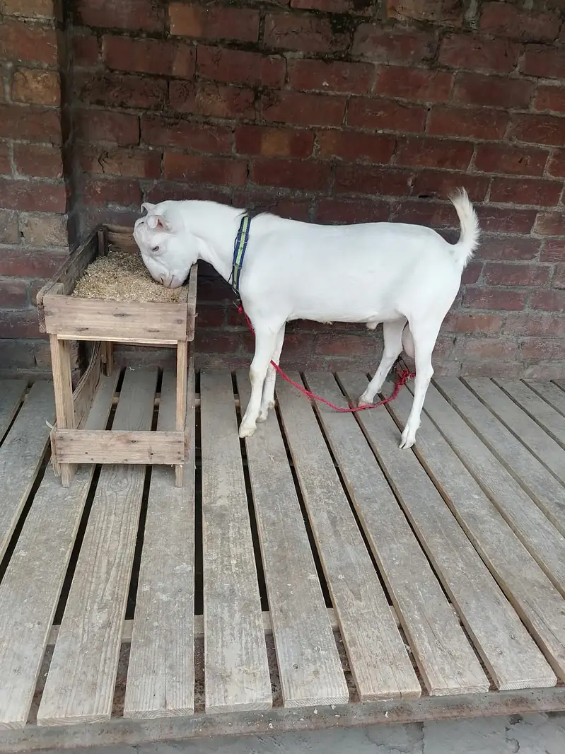Teda Bakra Breeder For sale — photo 3