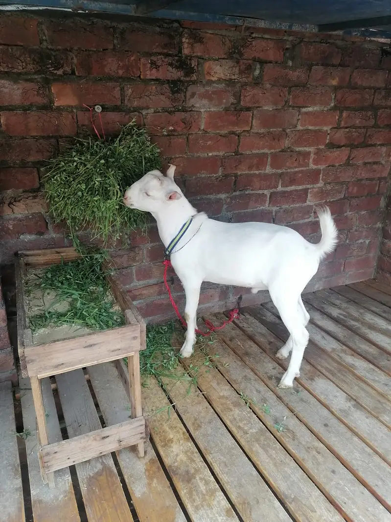 Teda Bakra Breeder For sale — photo 4