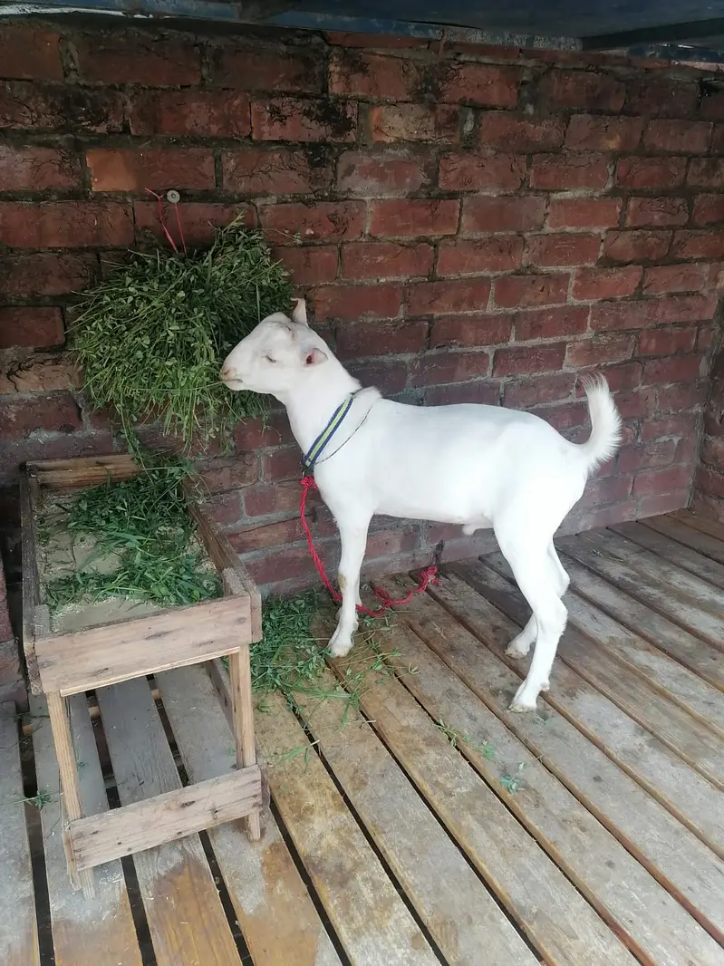 Teda Bakra Breeder For sale — photo 5