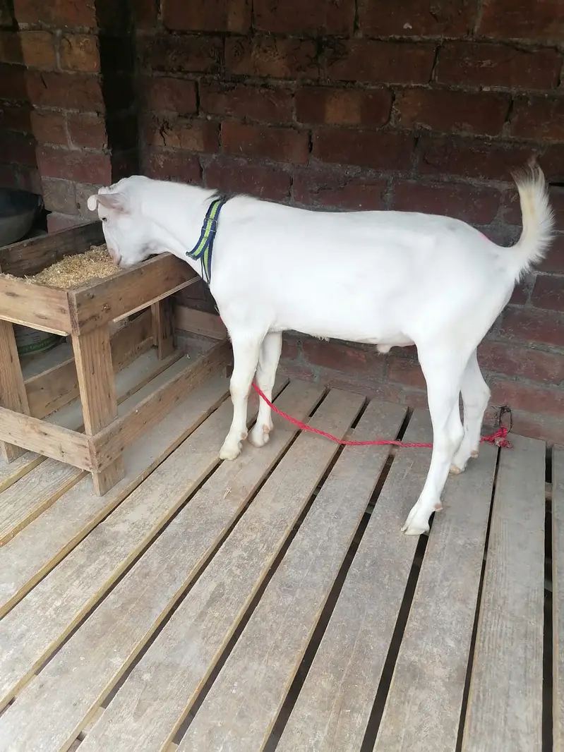 Teda Bakra Breeder For sale — photo 6
