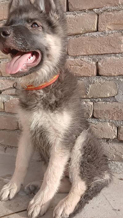 German Shepherd puppy