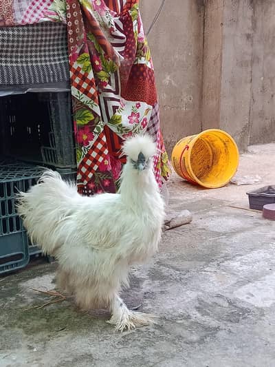 Extreme quality Silkie and bantam males available in reasonable price
