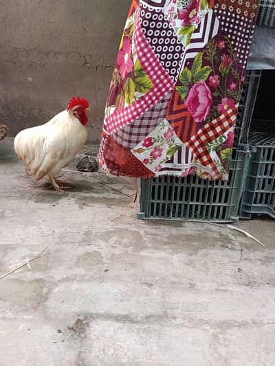 Zero size bantam breeder male