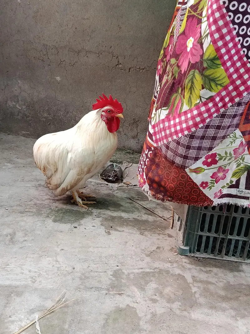Zero size bantam breeder male — photo 2