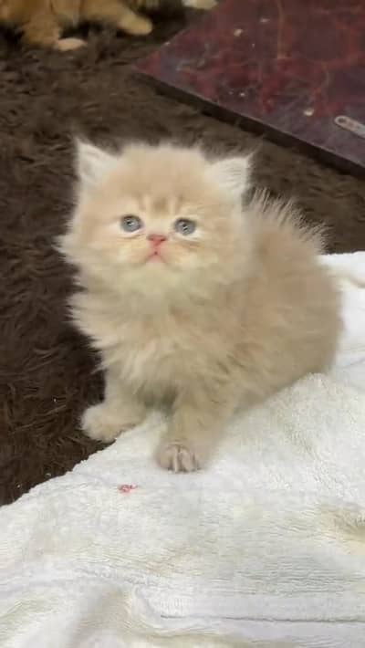 Persian kittens triple coat punch face 03444272486 WhatsApp