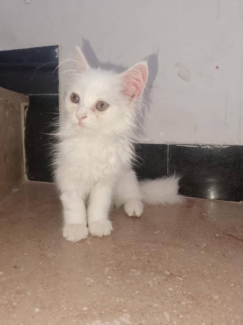 cat . 0