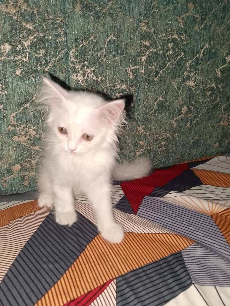 cat . 2