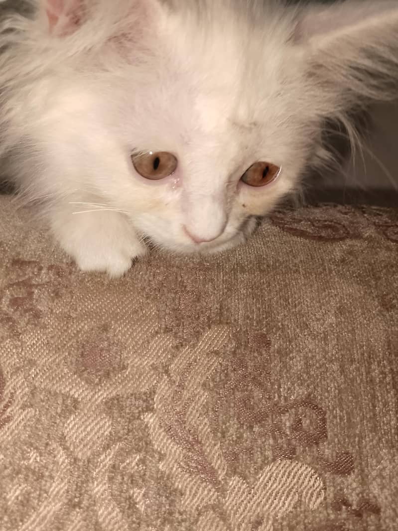 cat . 3