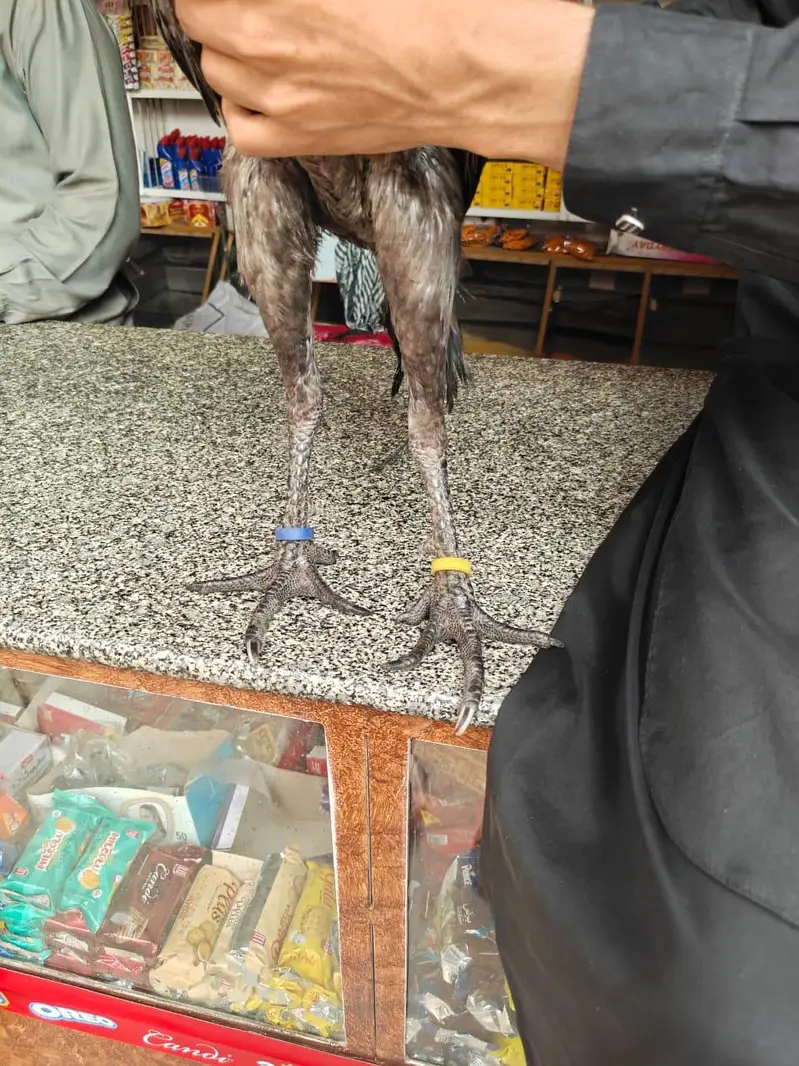 aseel dragon — photo 3