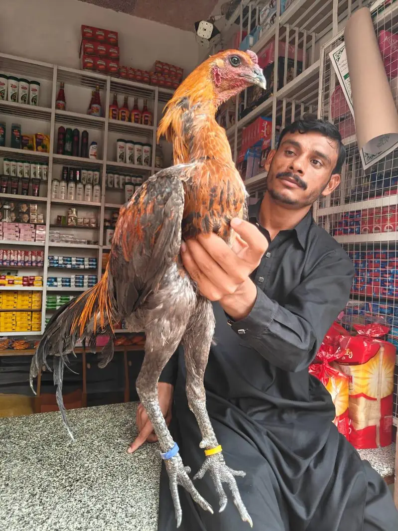 aseel dragon — photo 5