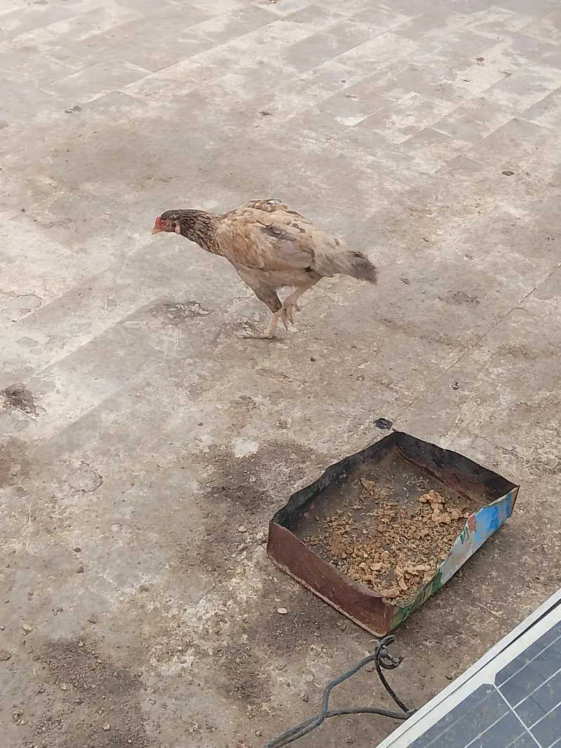 Aseel hen — photo 2