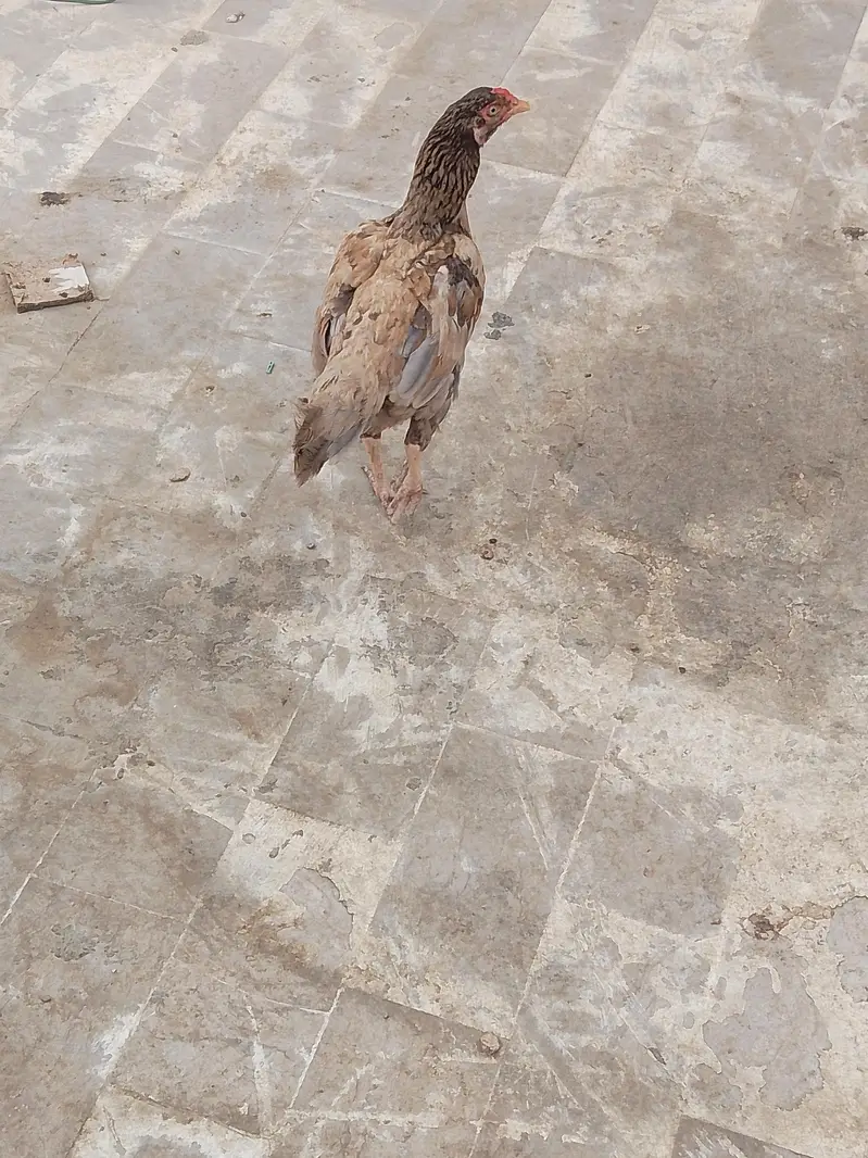 Aseel hen — photo 3