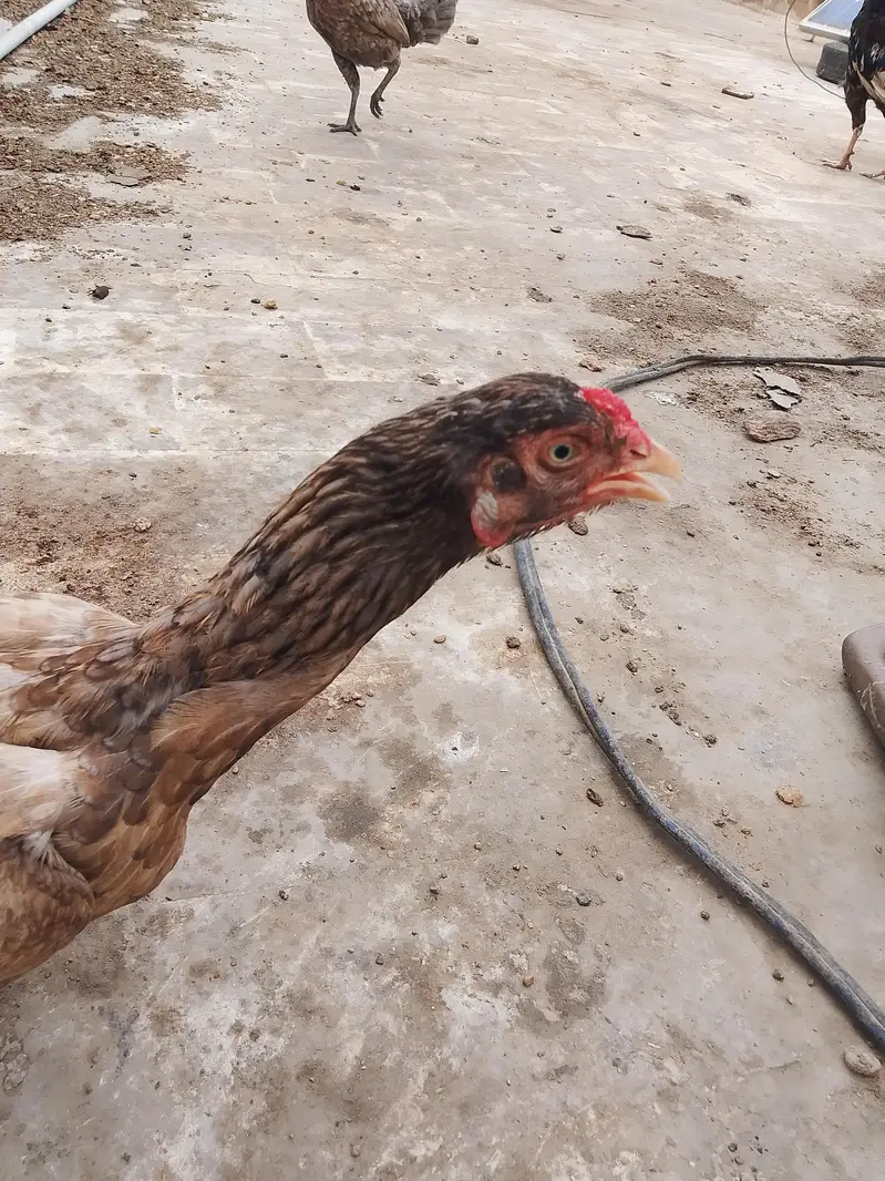 Aseel hen — photo 4