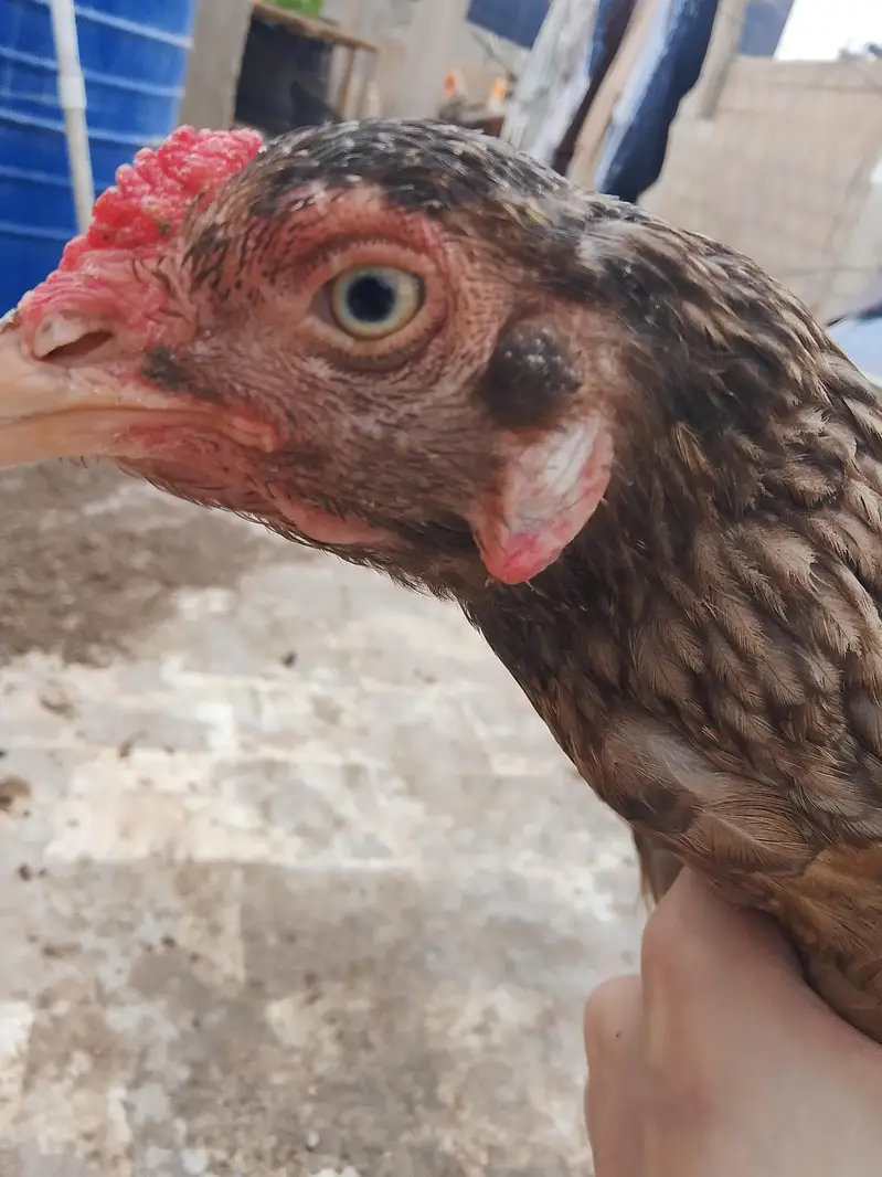 Aseel hen — photo 5
