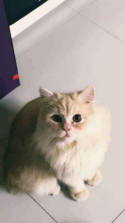 Fawn male cat
