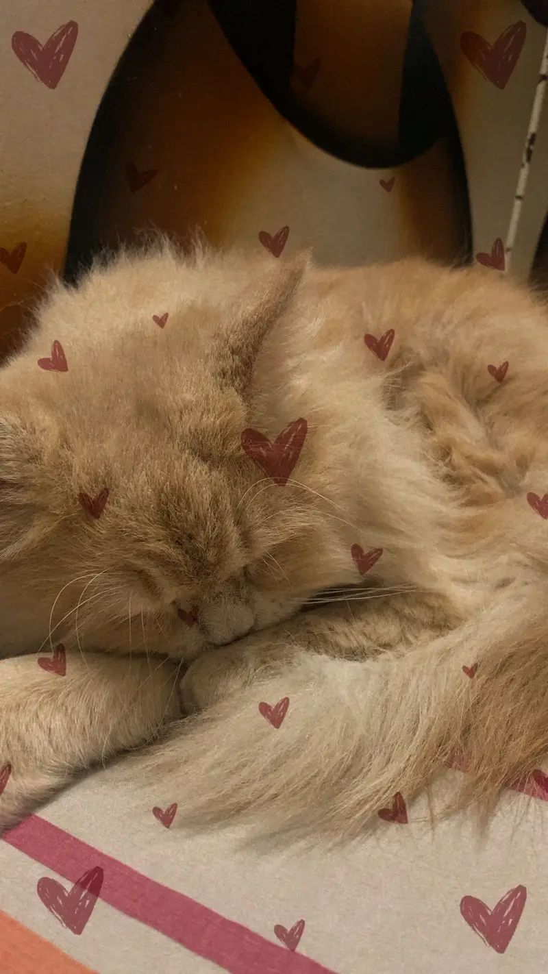 Fawn male cat — photo 3