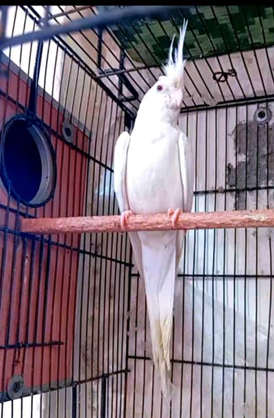 Confirm 100% Breeder eno cocktail and Budgies pair