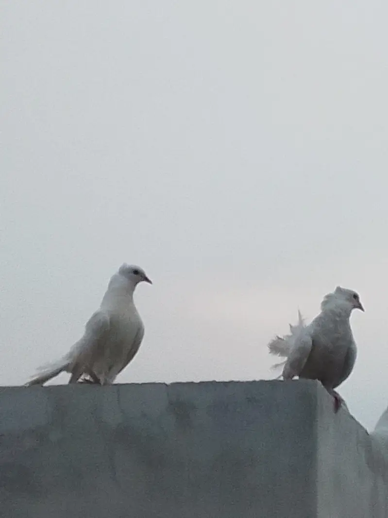 white Lucka kabootar 4 piece — photo 4