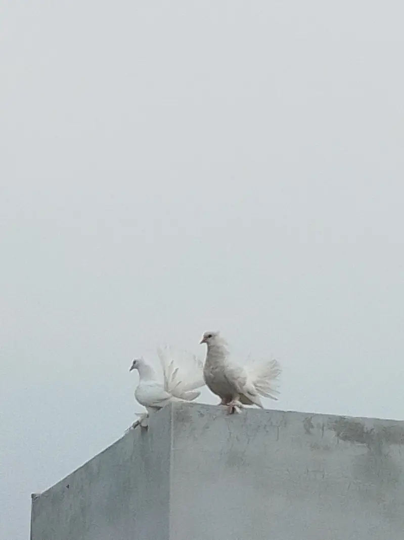 white Lucka kabootar 4 piece — photo 5