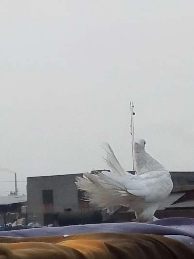 white Lucka kabootar 4 piece — photo 9