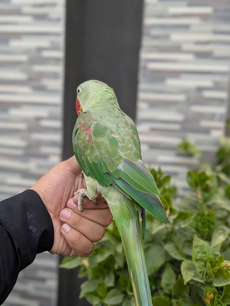 Raw Parrot 0