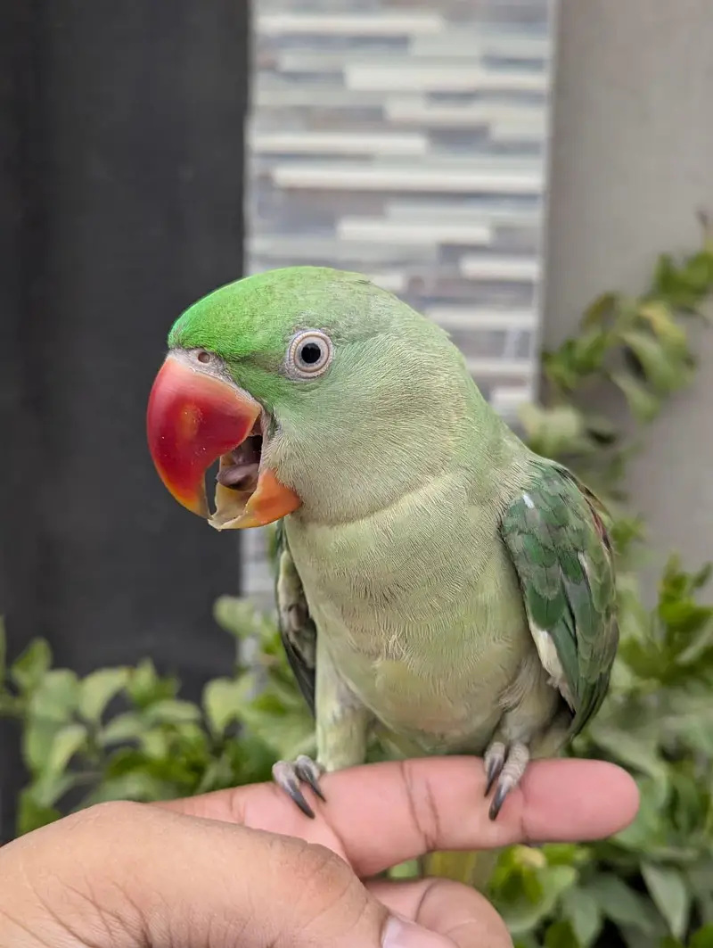 Raw Parrot — photo 2