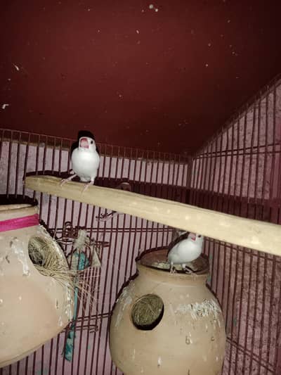 java breeder pair