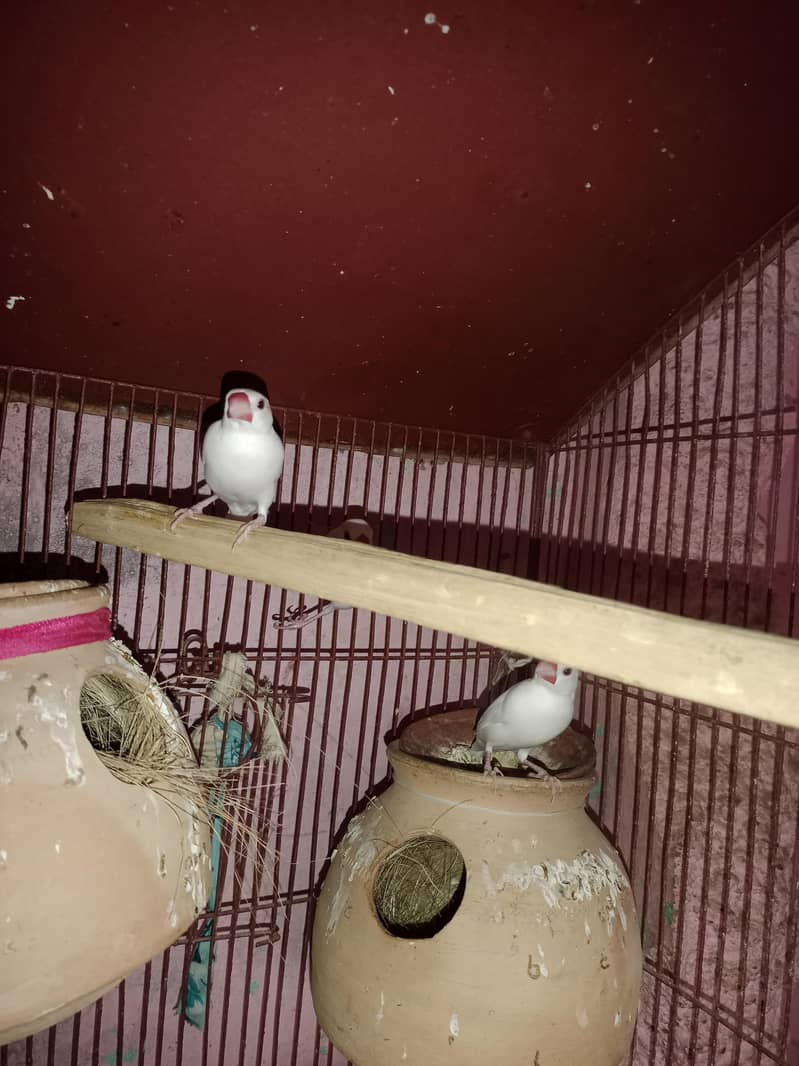 java breeder pair 0