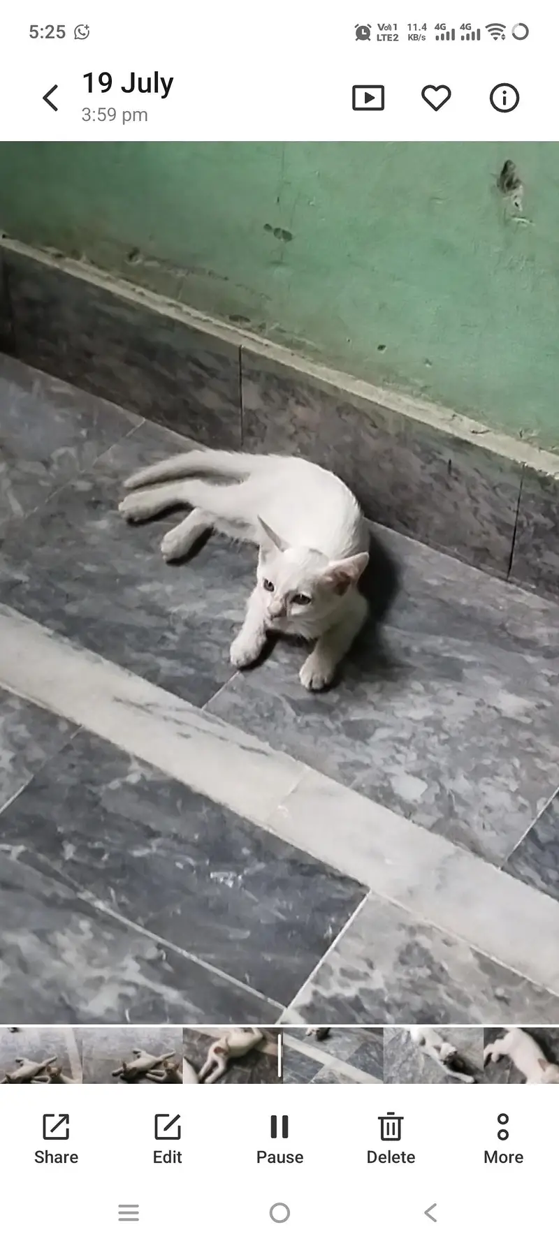 Beautiful Cat Babies — photo 2