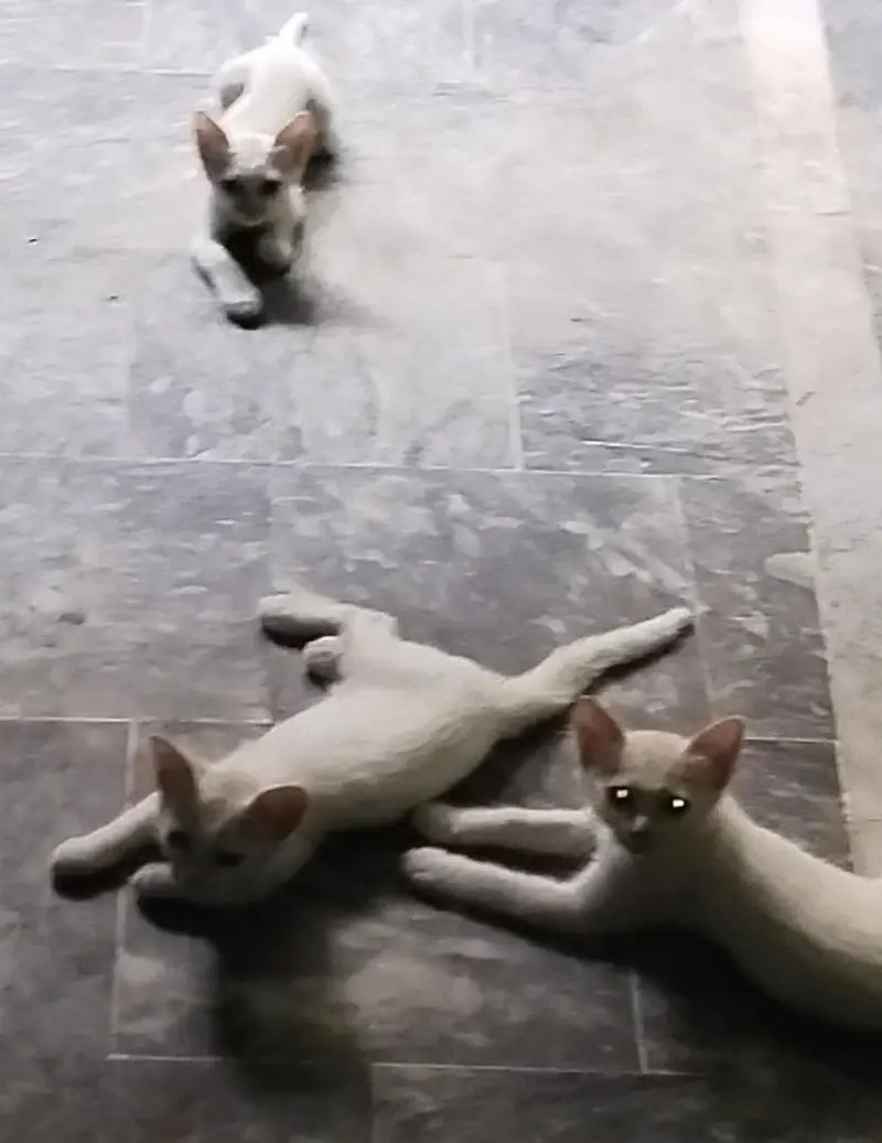 Beautiful Cat Babies — photo 3