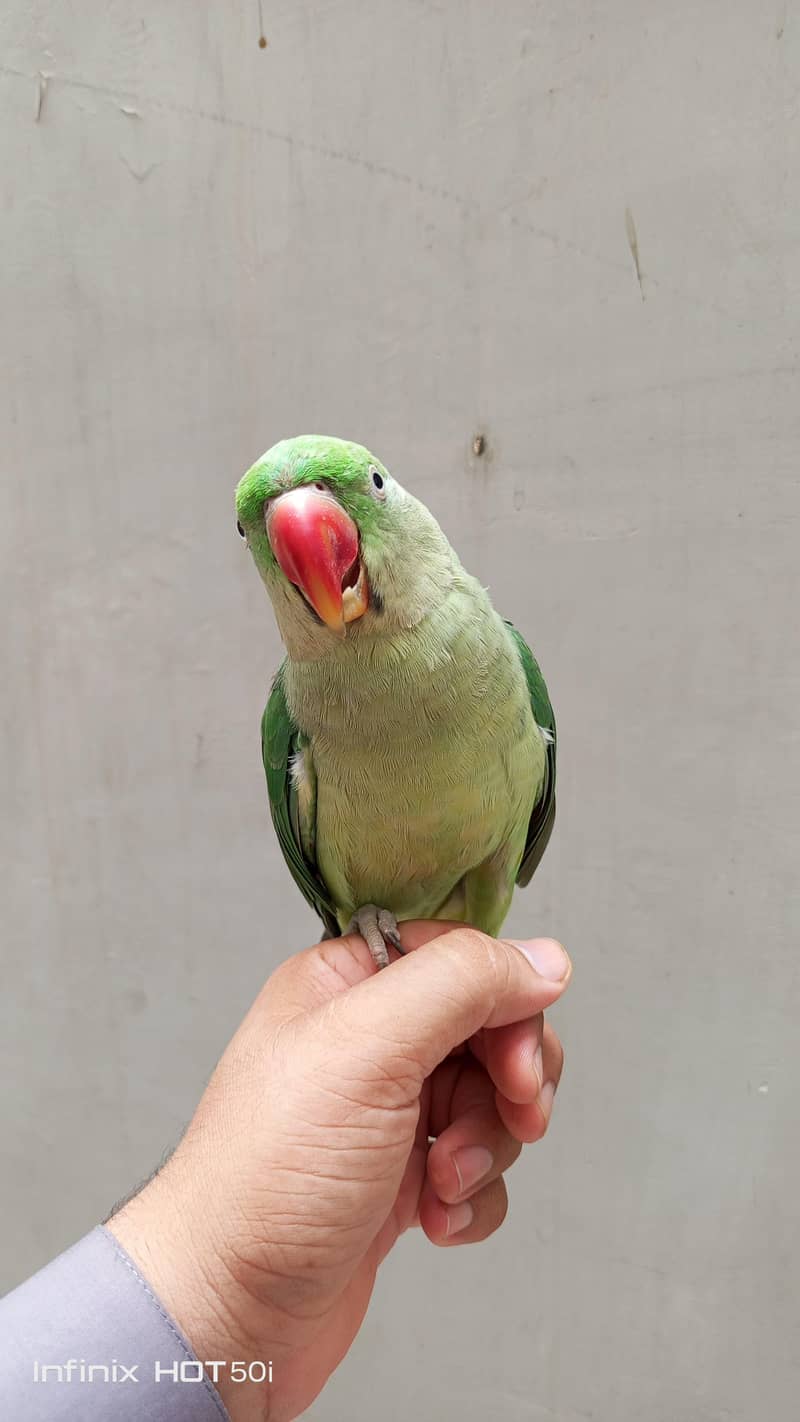 Raw Parrot 2