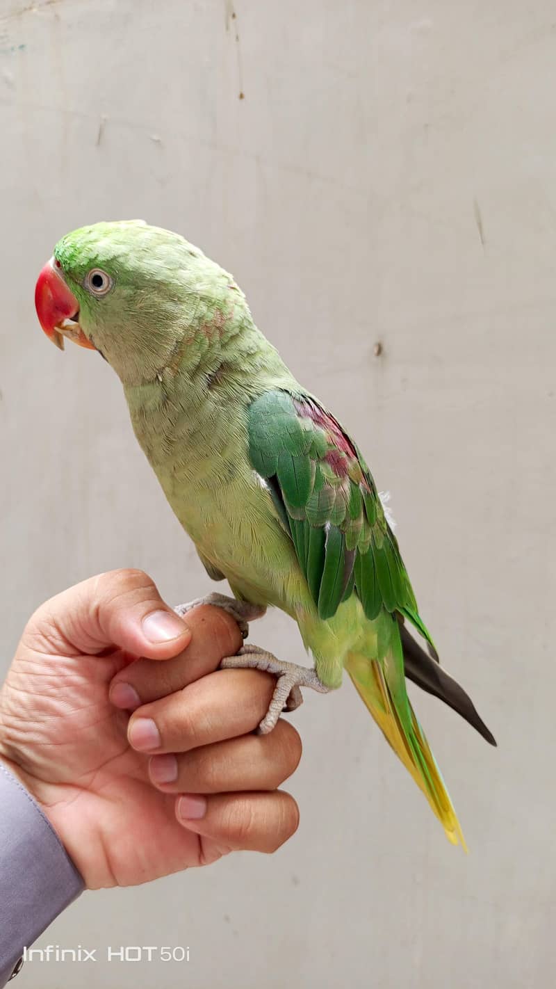 Raw Parrot 3