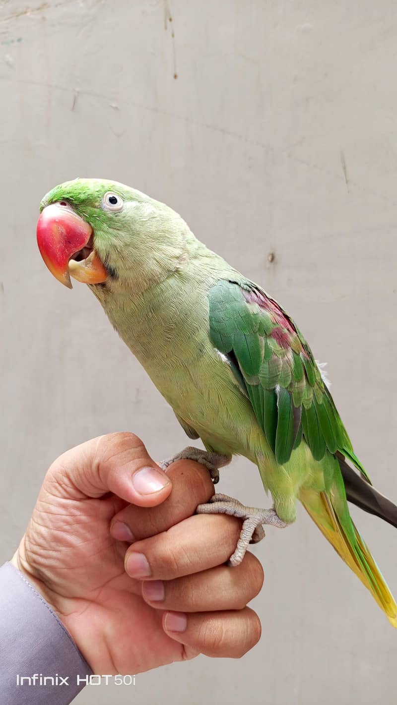 Raw Parrot 4