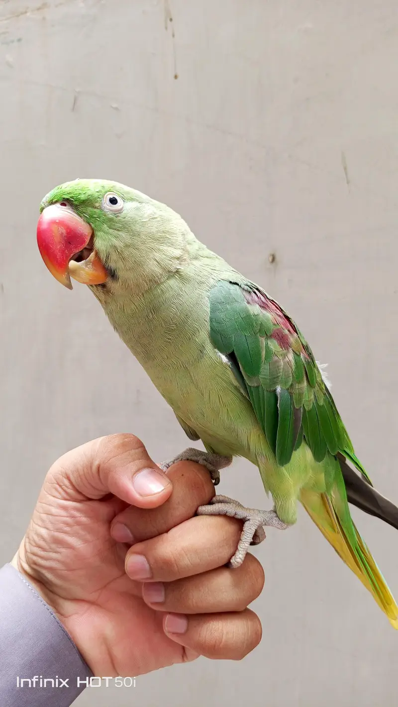 Raw Parrot — photo 5