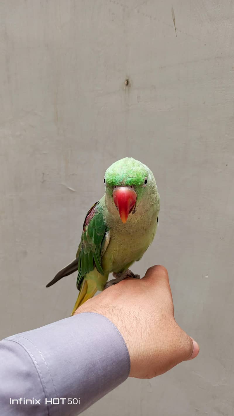 Raw Parrot 5