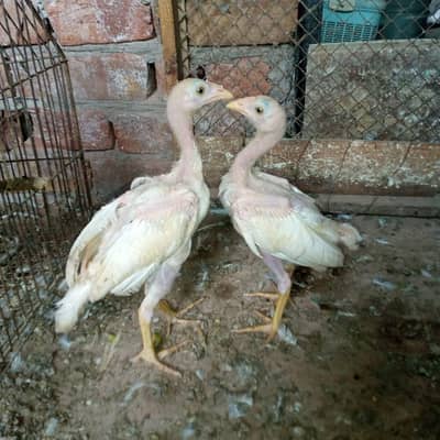 aseel heera chicks 03220657506