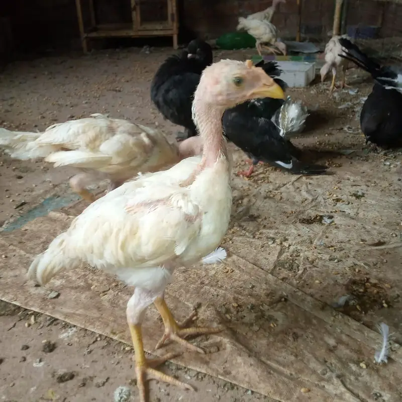 aseel heera chicks 03220657506 — photo 2